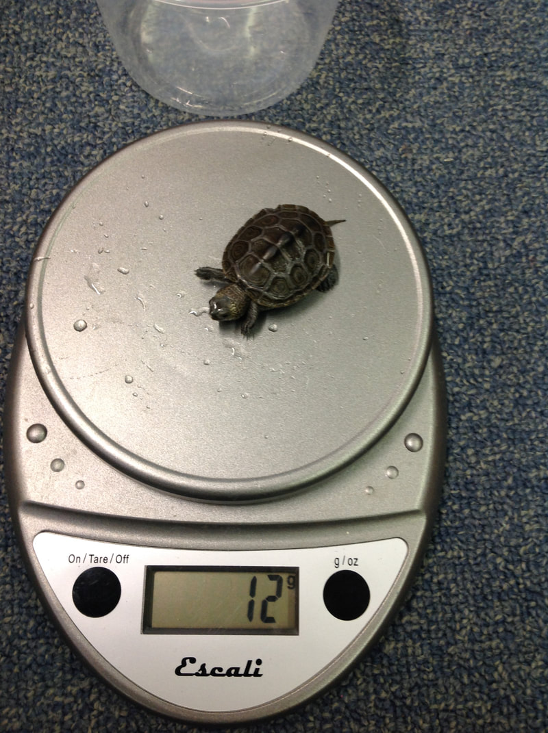 Terrapin on scale